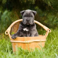 cane corso puppy in wooden can outdoor