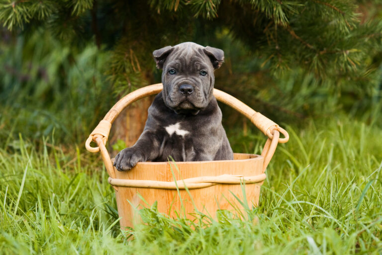 cane corso puppy in wooden can outdoor