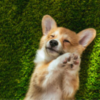 cute corgi lying on the grass