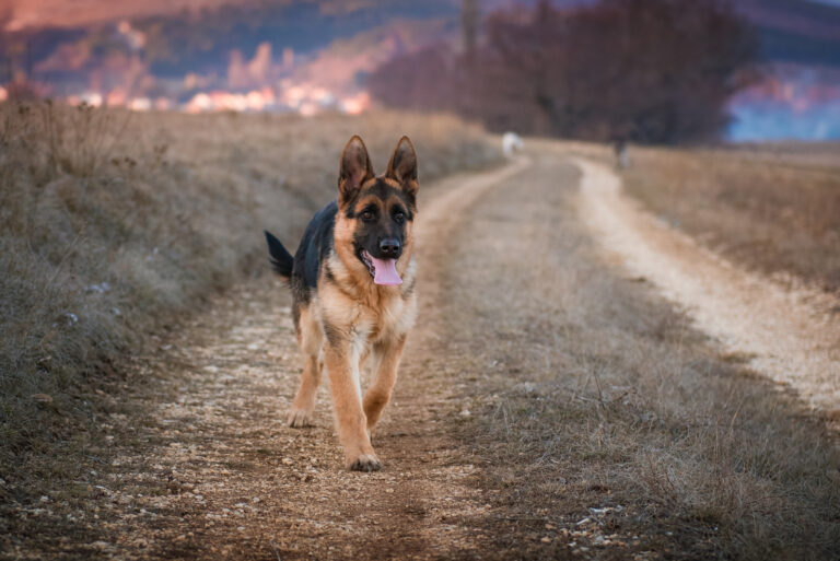dog walking outside