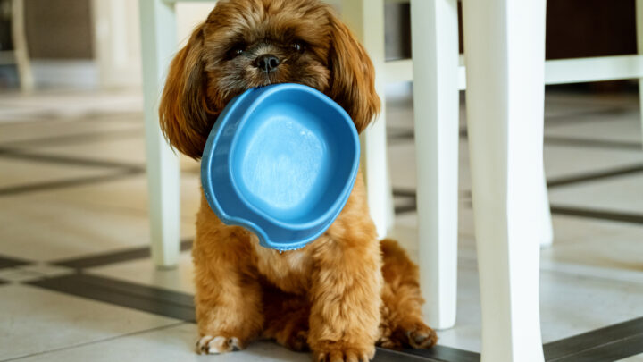 The Ultimate Shih Tzu Feeding Chart — How To Feed Your Dog
