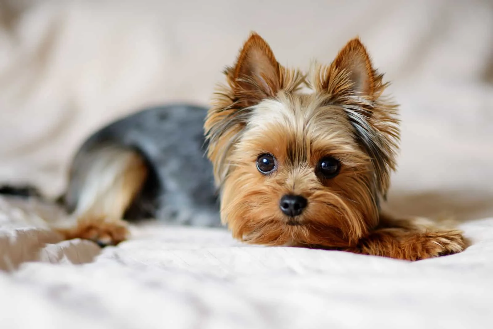 The Yorkshire Terrier is lying on the bed