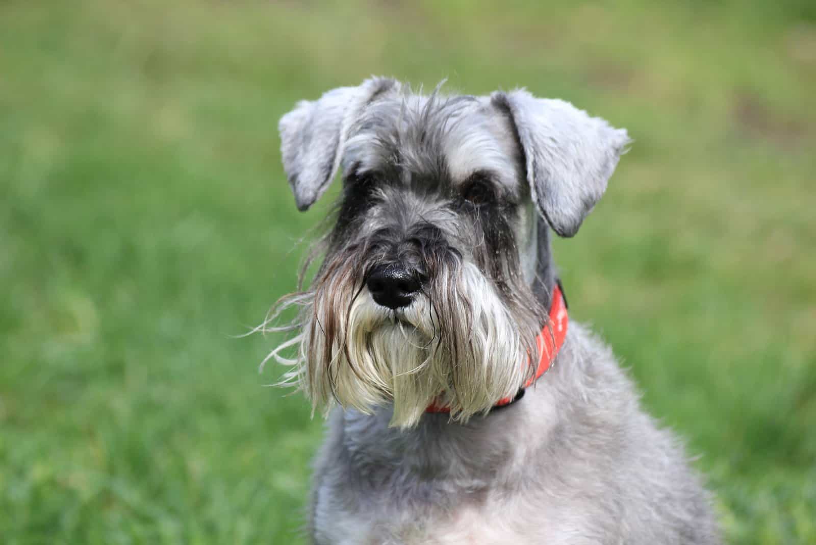 The miniature Schnauzer posing outdoor