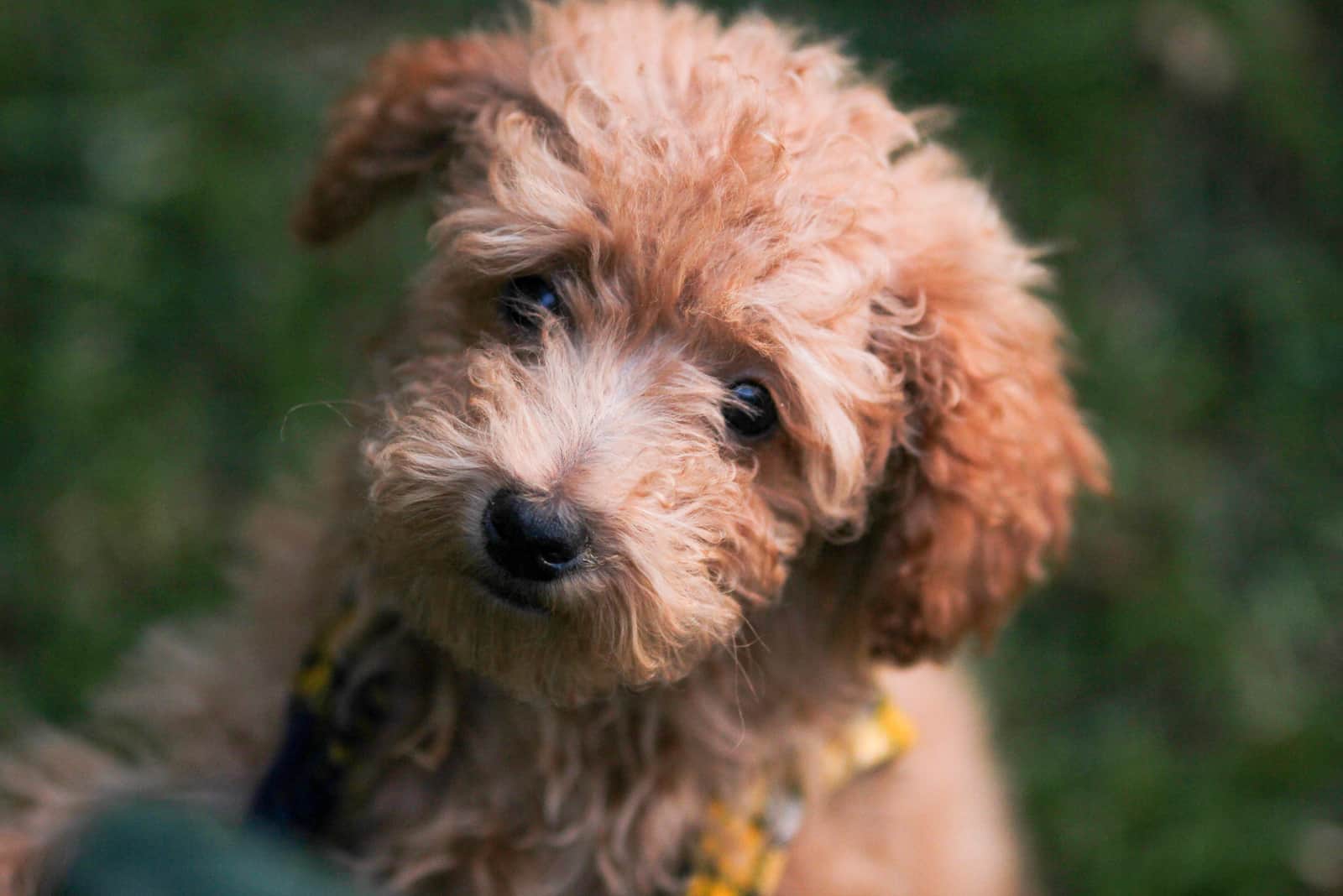 Tiny cute yorkipoo