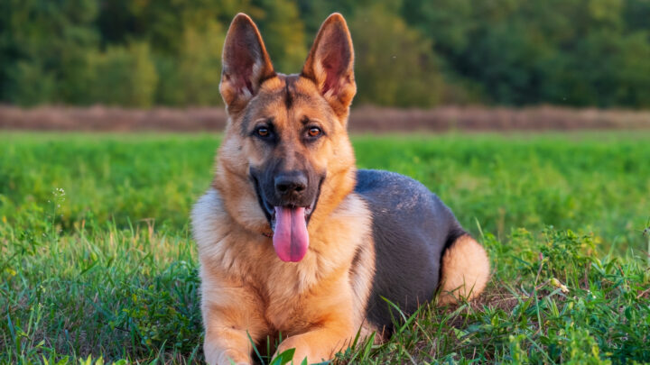 Top 12 German Shepherd Breeders In Massachusetts