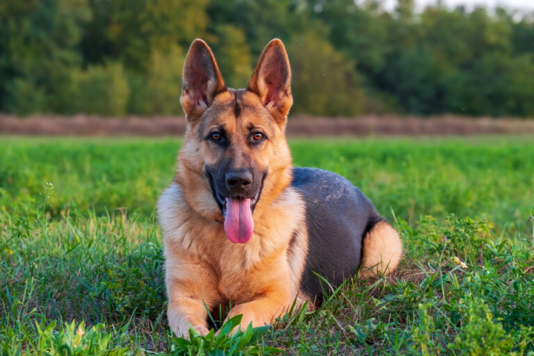 German Shepherd lies in the field