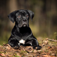 cute cane corso puppy outdoor laying in autumn