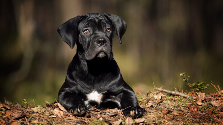 Top 3 Cane Corso Breeders In Maine