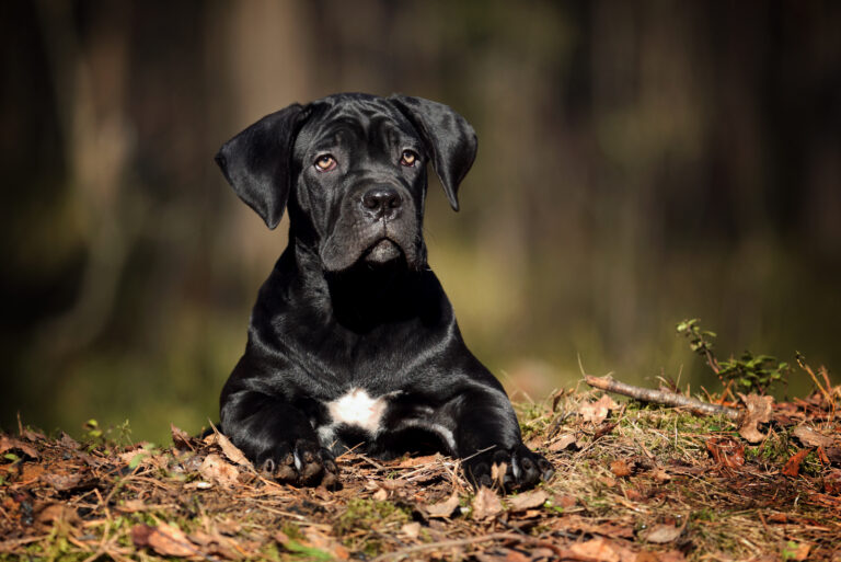 cute cane corso puppy outdoor laying in autumn