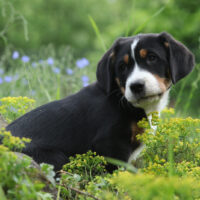 Amazing puppy of Greater Swiss Mountain Dog in the garden