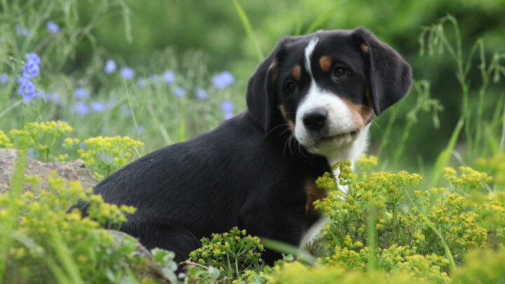 Top 4 Greater Swiss Mountain Dog Breeders In The U.S.