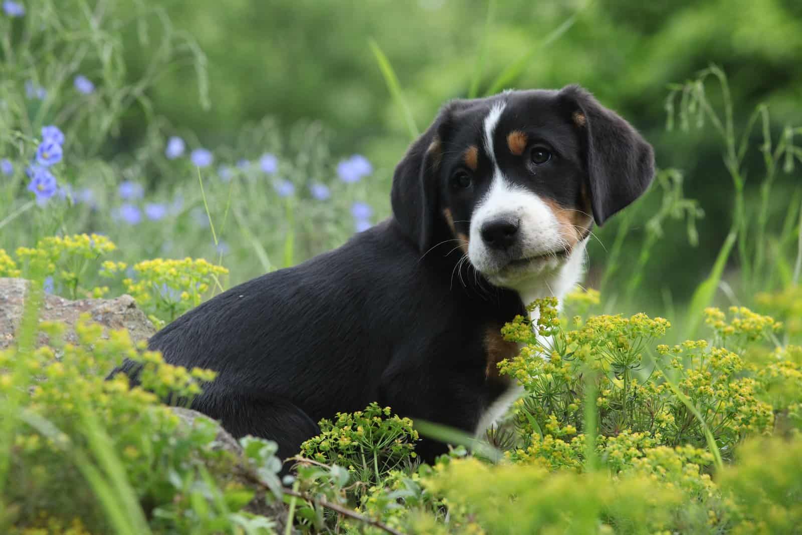 Amazing puppy of Greater Swiss Mountain Dog in the garden
