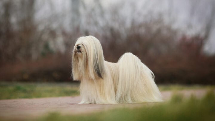 Top 4 Lhasa Apso Breeders In The United States