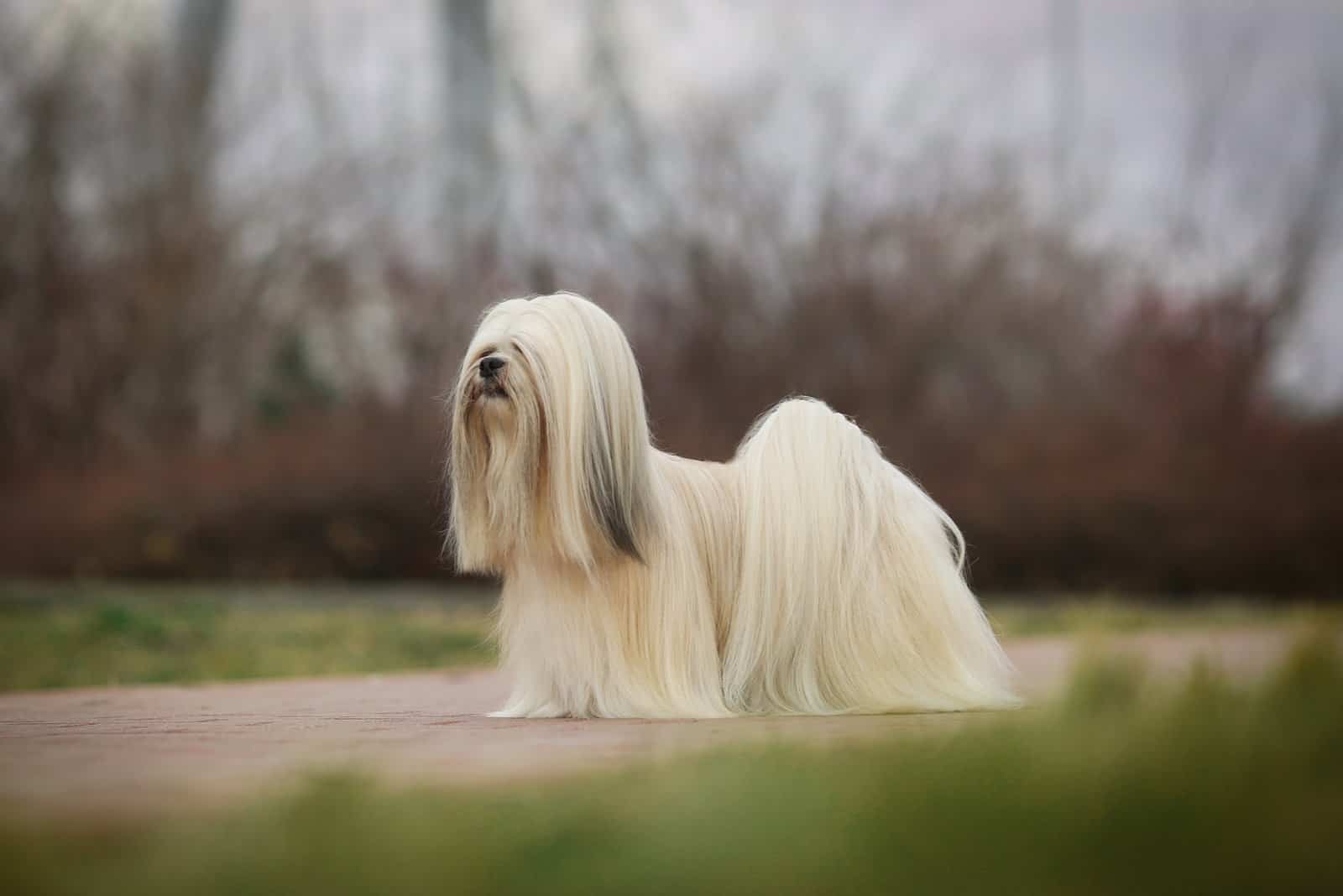 Lhasa Apso standing outside