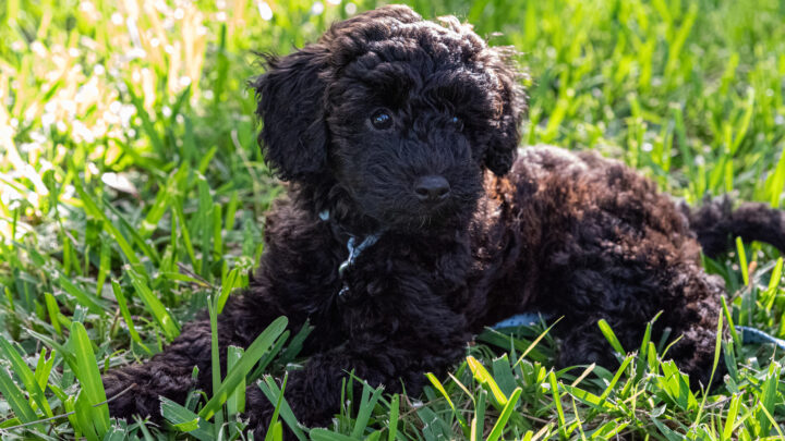 Top 5 Best Schnoodle Breeders In The United States