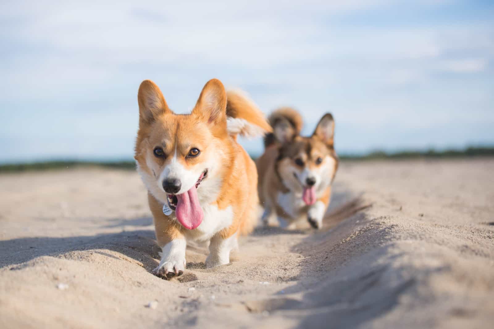 Two corgi dogs walking on a sand with their tongues out