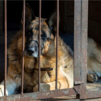 german shepherd in a rescue