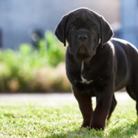 cute cane corso puppy standing outdoor