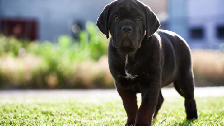 Top 5 Greatest Cane Corso Breeders In New York