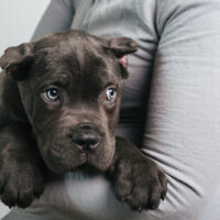 woman holding a cane corso puppy