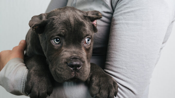 Top 6 Best Cane Corso Breeders In Ohio