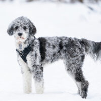 aussiedoosle standing on the snow