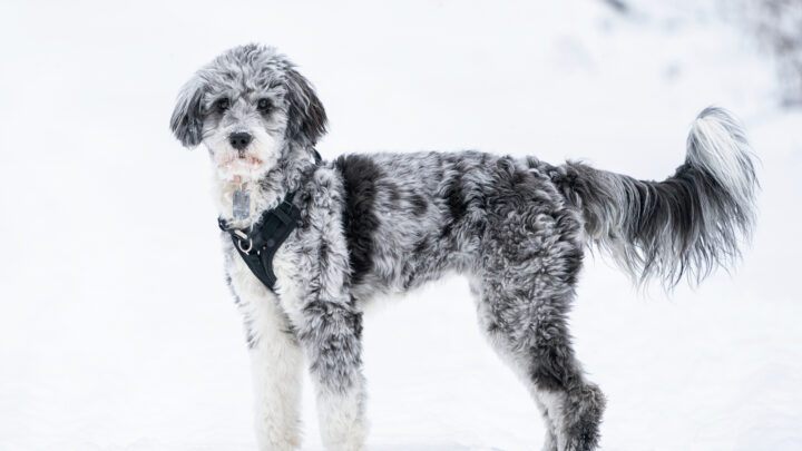 Top 7 Adorable Aussiedoodle Haircuts (With Pictures)