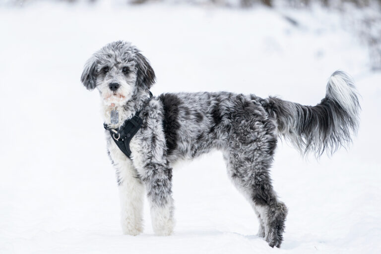 aussiedoosle standing on the snow
