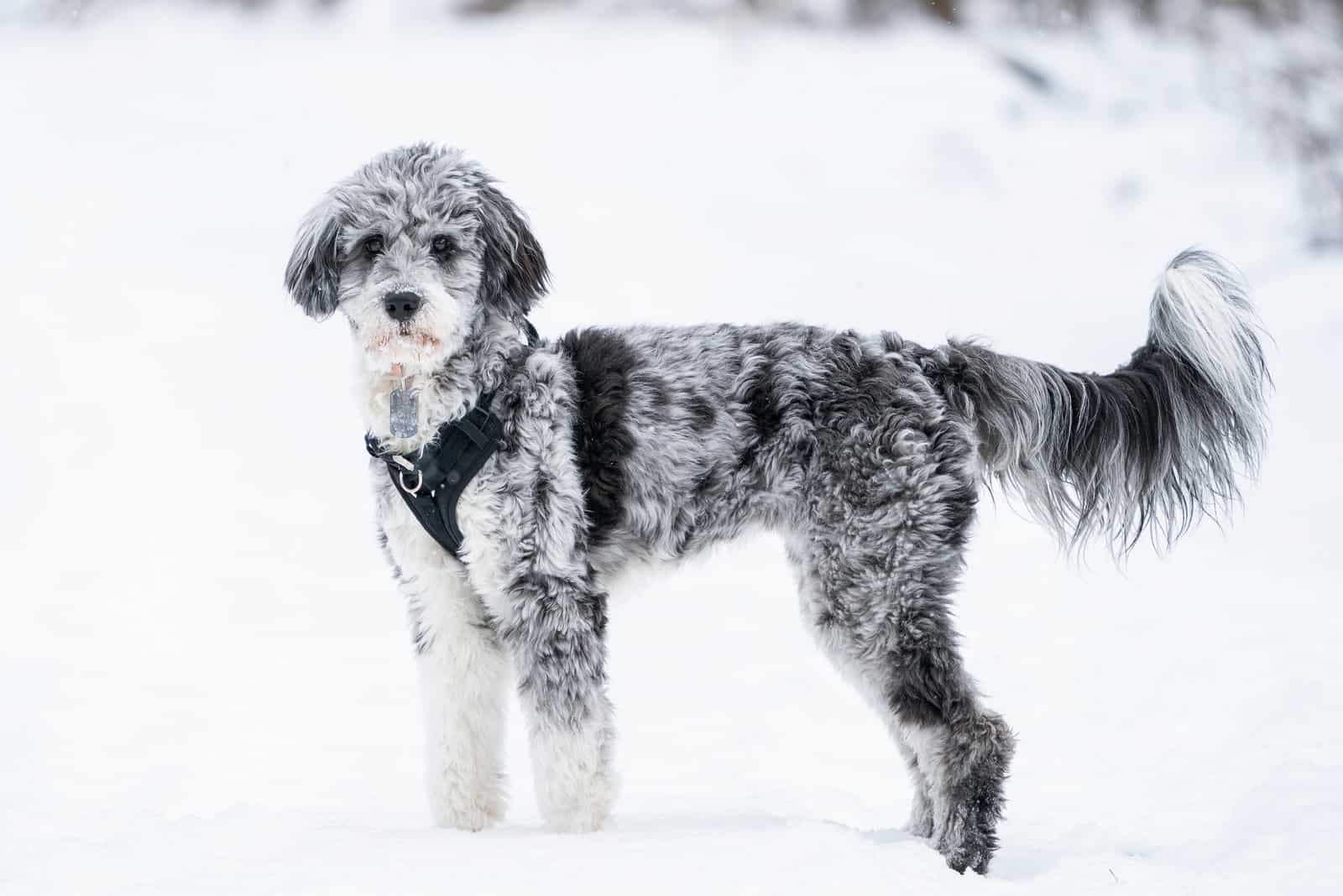 Top 7 Adorable Aussiedoodle Haircuts (With Pictures)