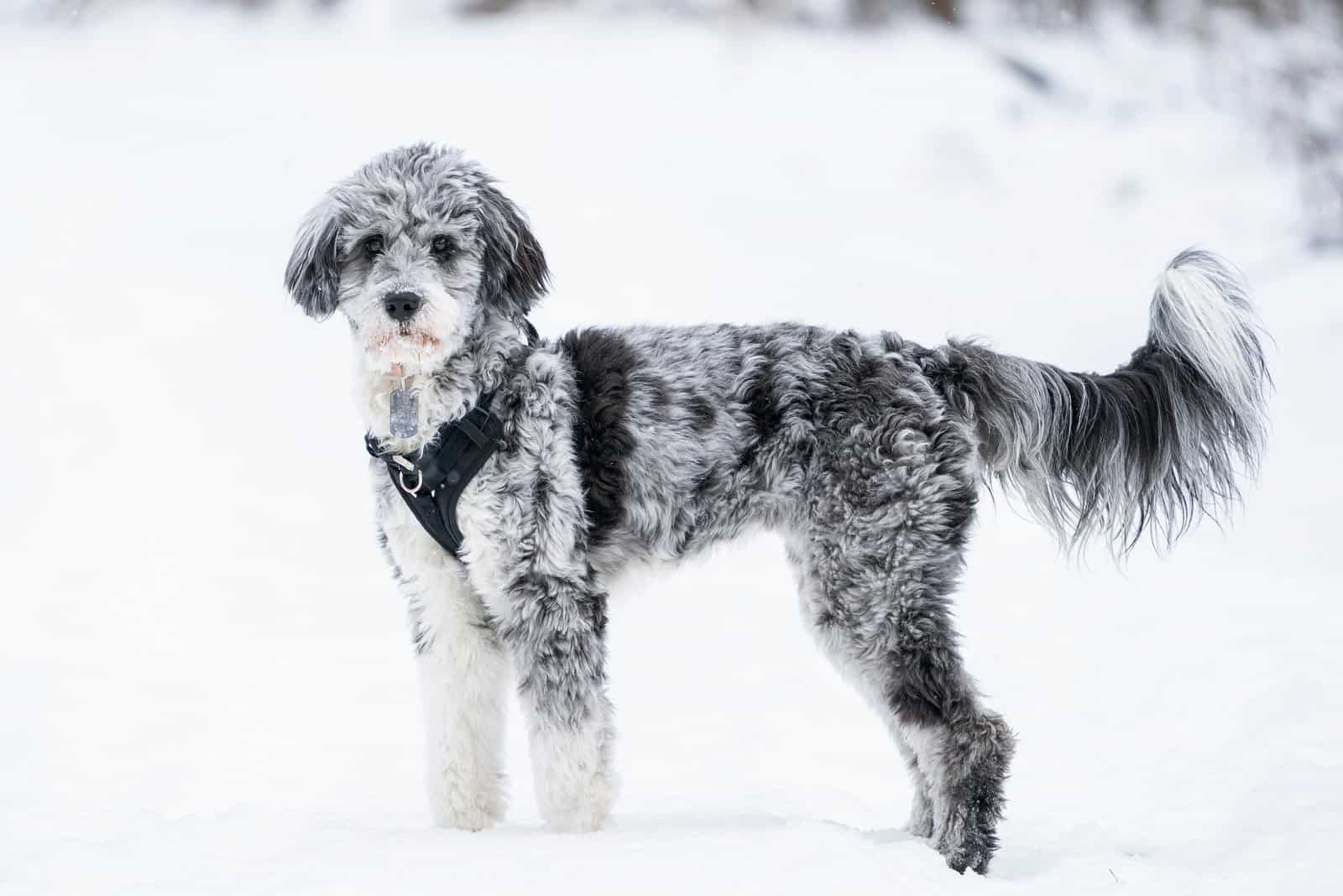 Top 7 Adorable Aussiedoodle Haircuts (With Pictures)