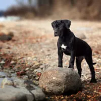 Beautiful Cane Corso puppy on the shore