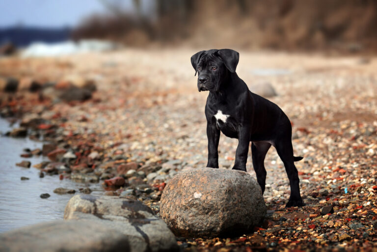 Beautiful Cane Corso puppy on the shore
