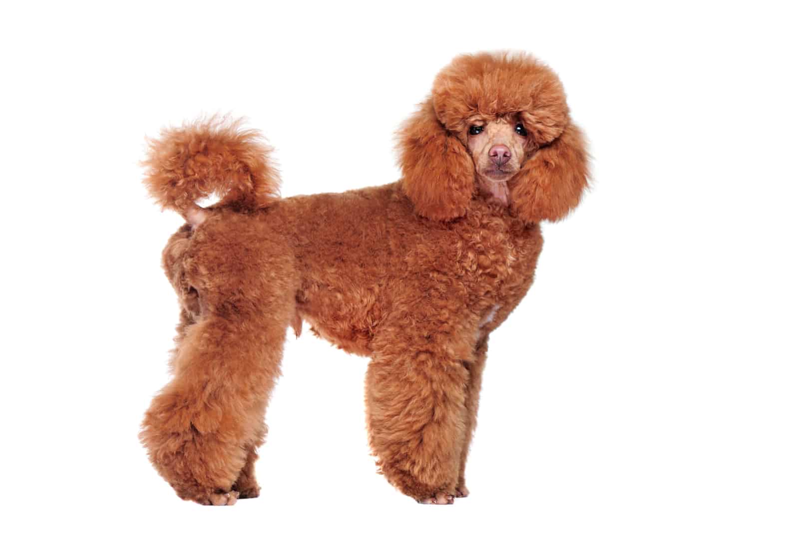 Town And Country Cut poodle