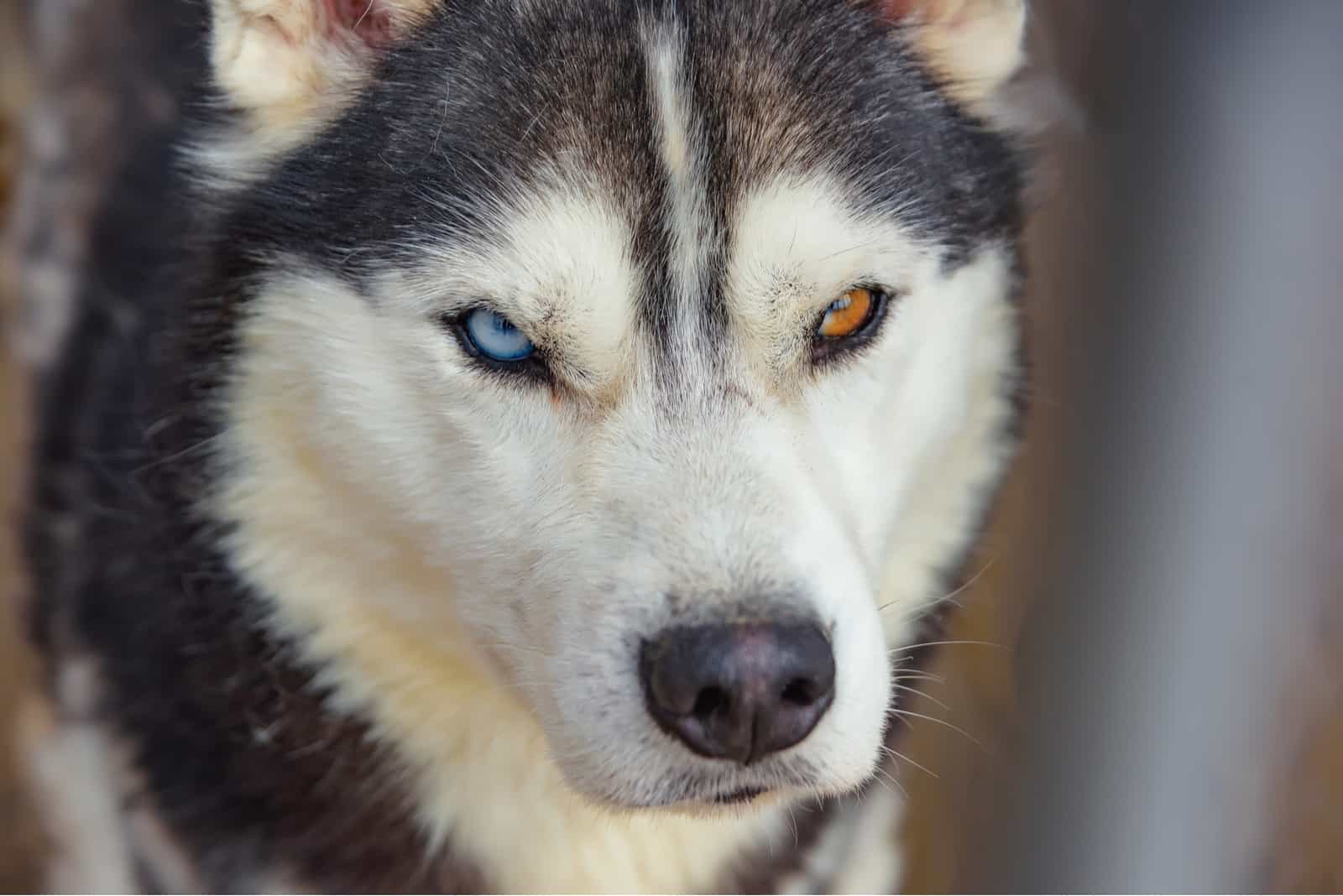 Unusual eye heterochromia on husky dog