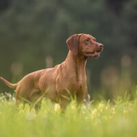 the beautiful Vizsla stands in the grass
