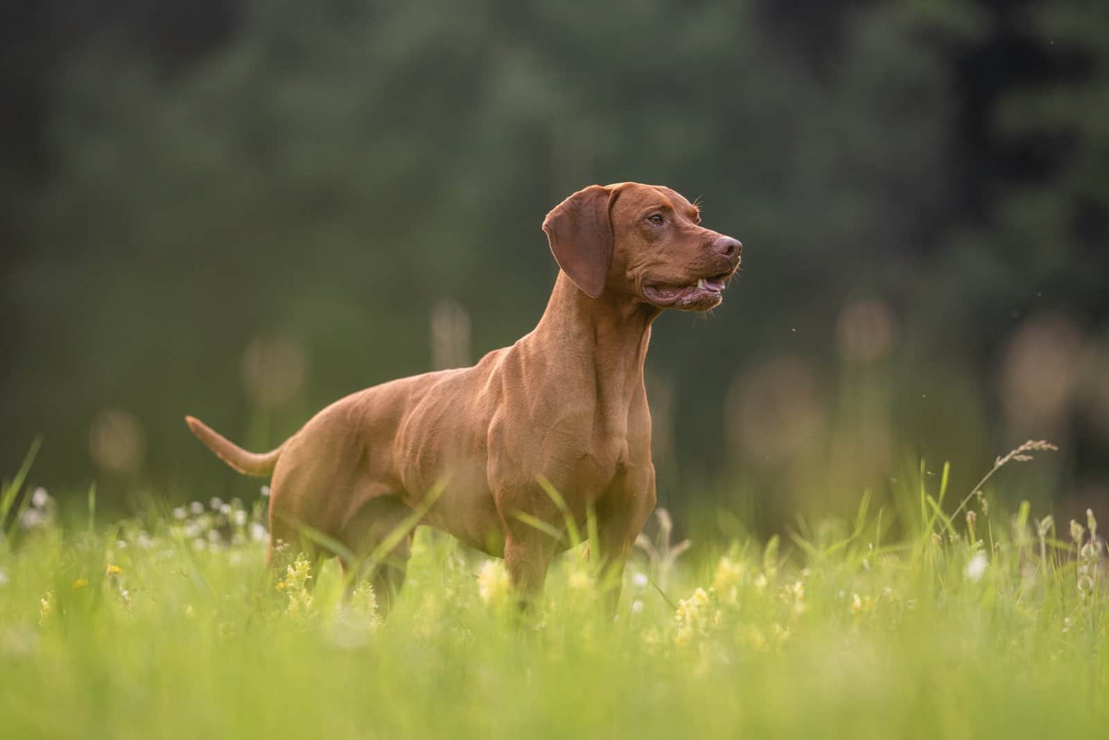 the beautiful Vizsla stands in the grass