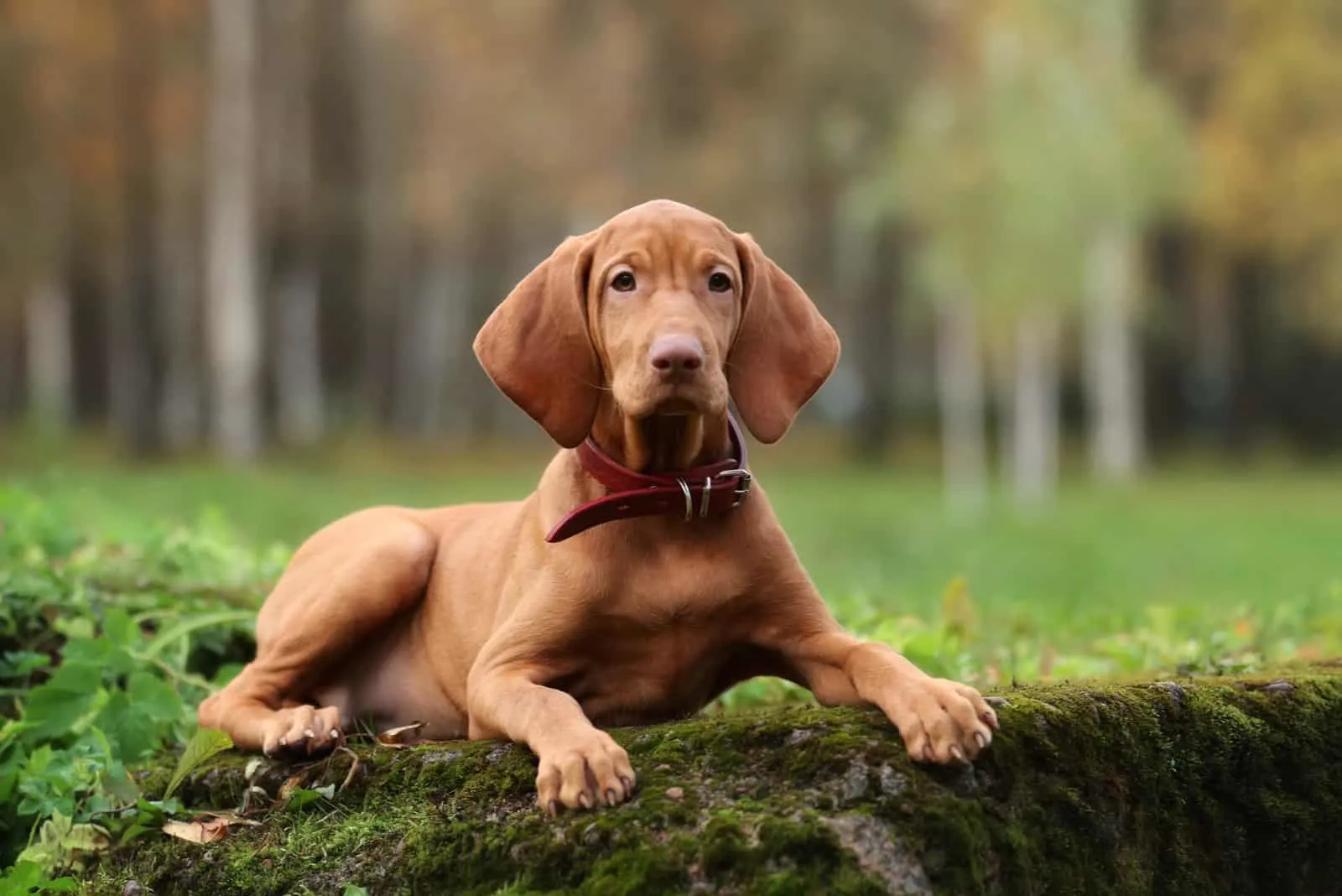 Vizsla Puppy lies on a tree and rests