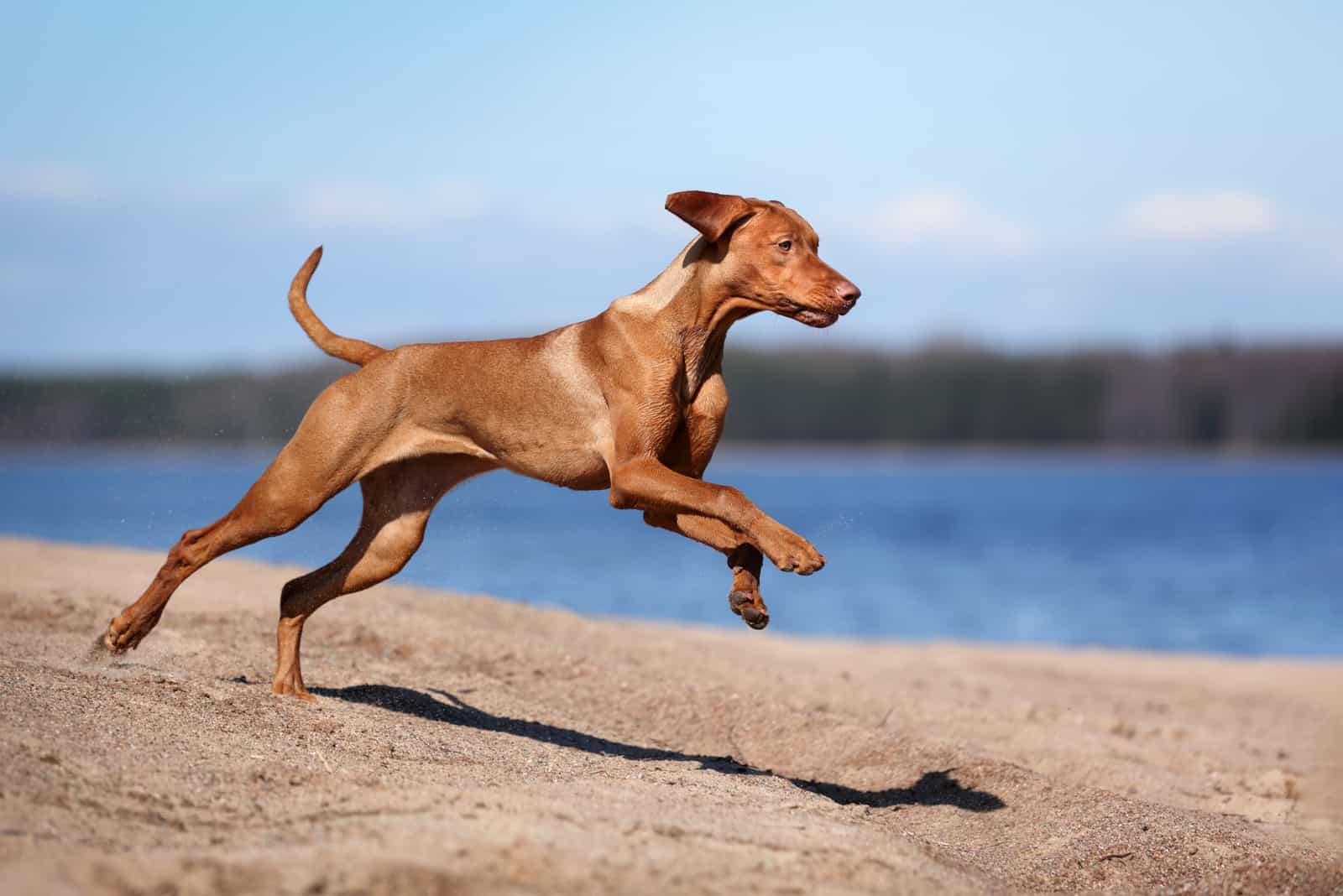 Vizsla runs along the beach