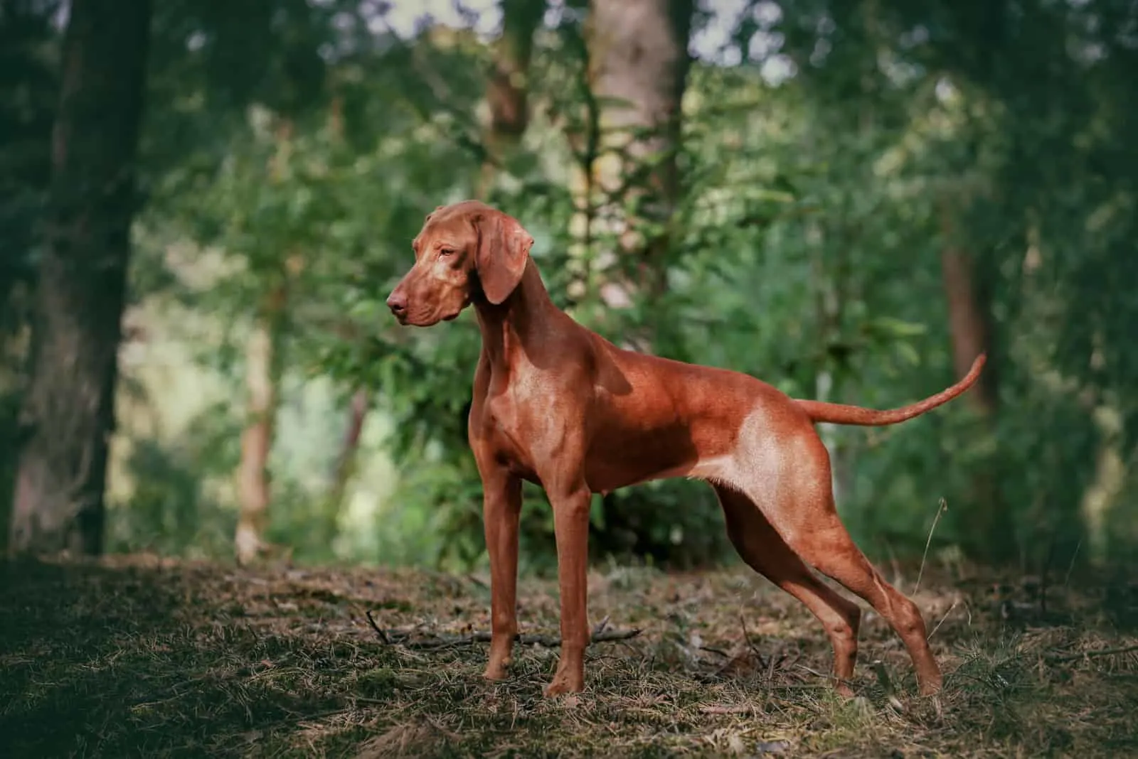 Vizsla stands and looks in front of him