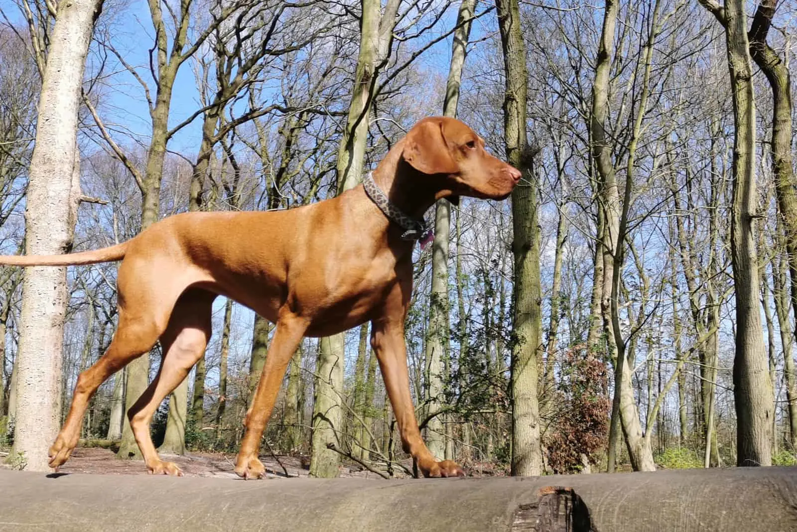 Vizsla stands in the woods and looks around