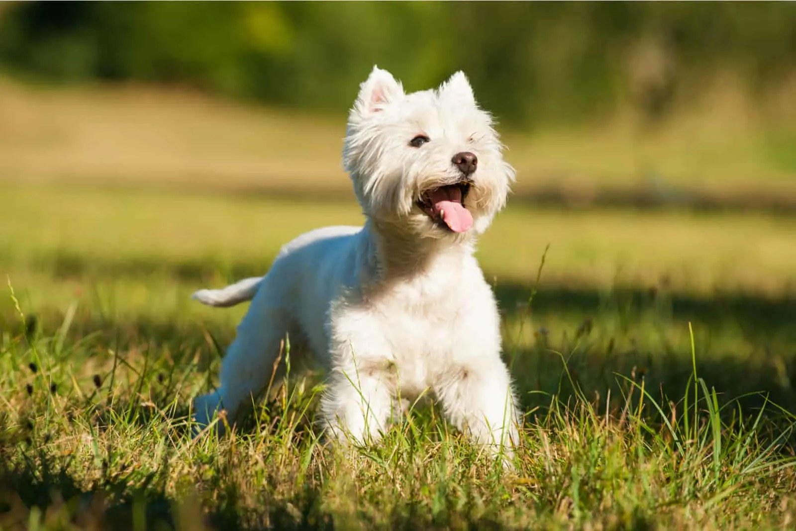 West Highland White Terrier standing on grass outside