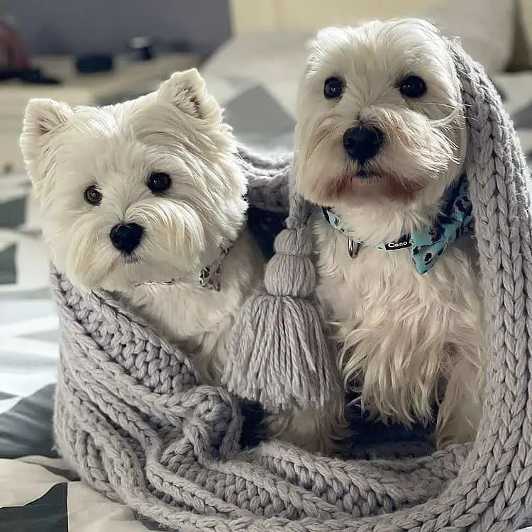 Westiepoo dogs wrapped into blanket