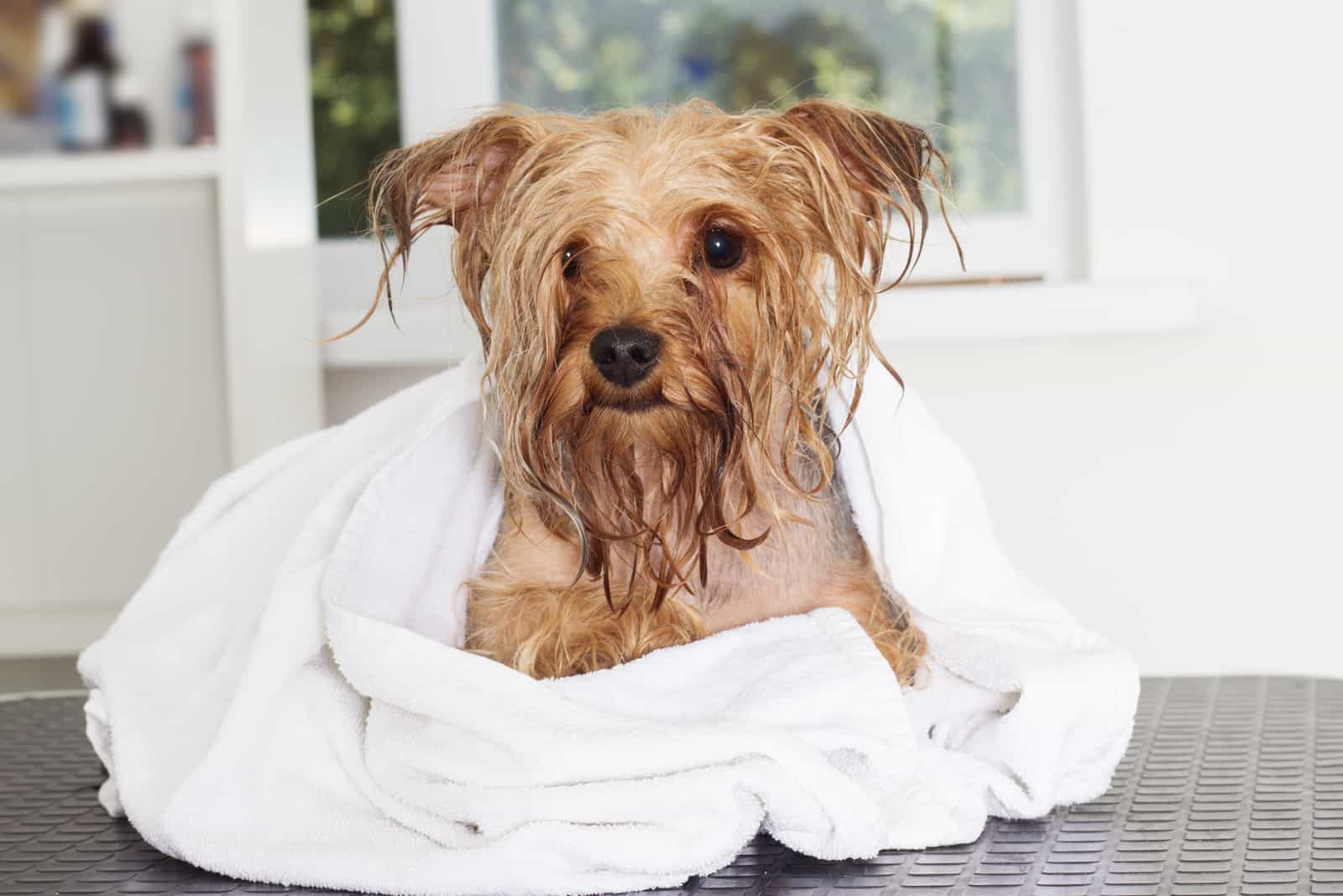 Wet yorkshire terrier dog in a towel