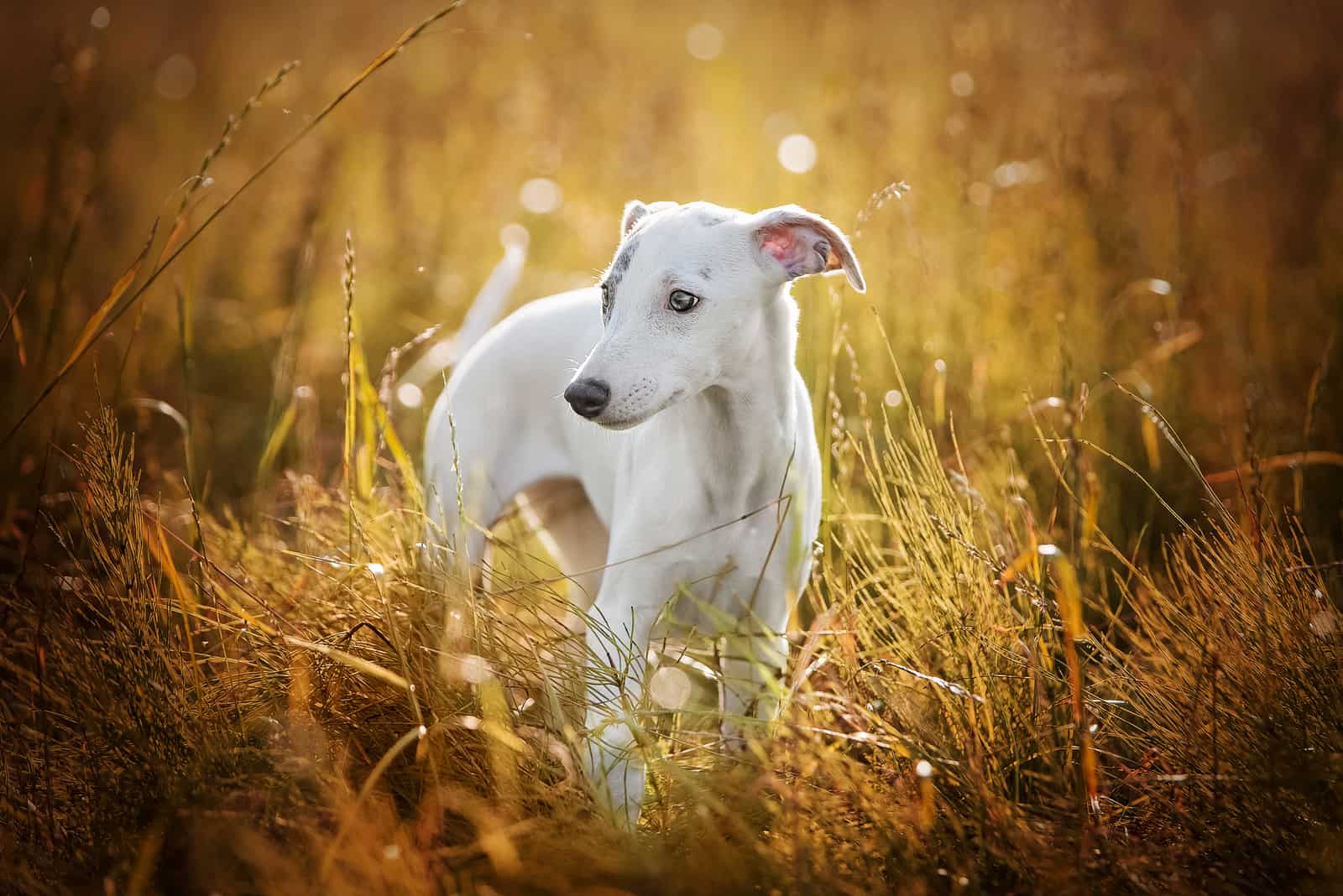 Whippet puppy white autumn cute