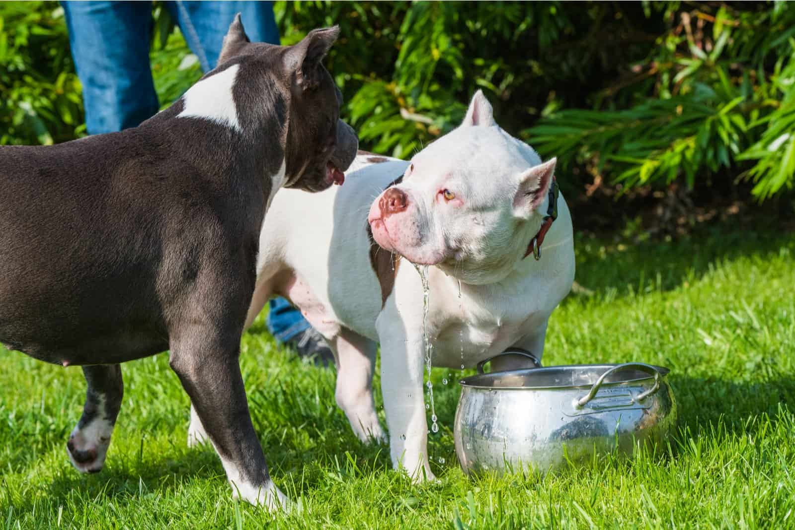 White American Bully puppy dog are drinking water on green grass