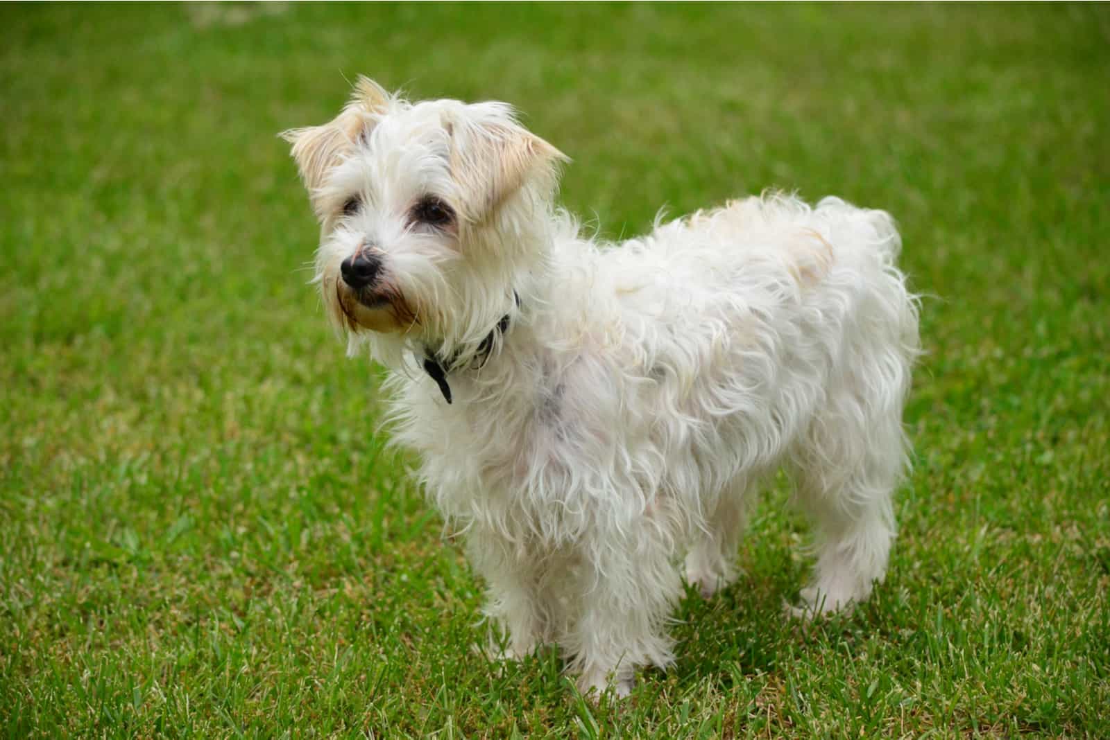 White Jack a poo playing outside