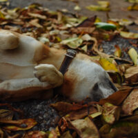 dog rubbing face on the ground