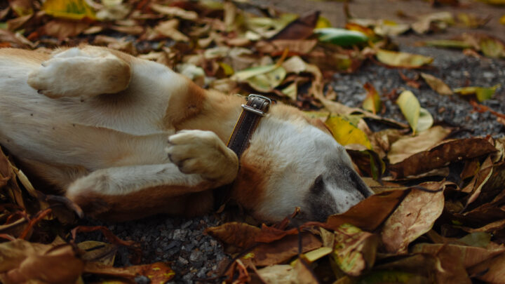 Why Do Dogs Rub Their Face? Find Out 11 Possible Reasons