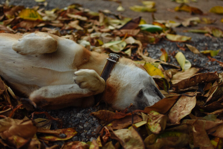 dog rubbing face on the ground