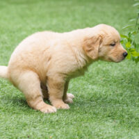 A cute Golden Retriever puppy pooping